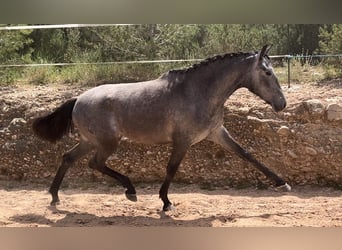Malopolska, Stute, 2 Jahre, 165 cm, Rappschimmel