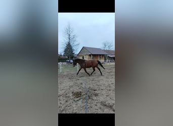 Malopolska, Stute, 3 Jahre, 162 cm, Brauner