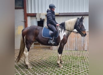 Malopolska, Stute, 4 Jahre, 165 cm, Schecke