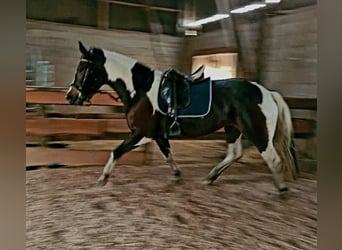 Malopolska, Stute, 4 Jahre, 165 cm, Schecke