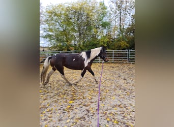 Malopolska, Stute, 4 Jahre, 165 cm, Schecke