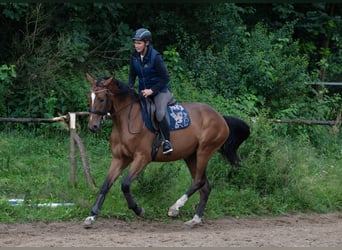 Malopolska, Stute, 5 Jahre, 166 cm, Rotbrauner