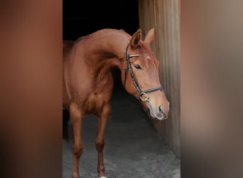 Malopolska, Stute, 6 Jahre, 157 cm, Fuchs