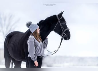 Malopolska, Stute, 6 Jahre, 165 cm, Rappe
