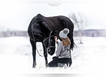 Malopolska, Stute, 6 Jahre, 165 cm, Rappe