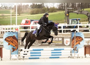 Malopolska, Stute, 6 Jahre, 165 cm, Rappe