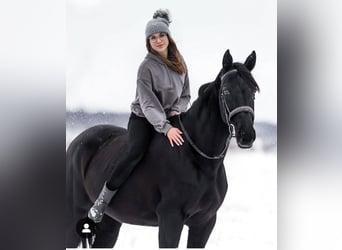 Malopolska, Stute, 6 Jahre, 165 cm, Rappe