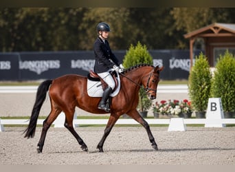 Malopolska, Stute, 7 Jahre, 160 cm, Brauner