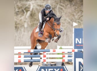 Malopolska, Stute, 9 Jahre, 162 cm, Brauner