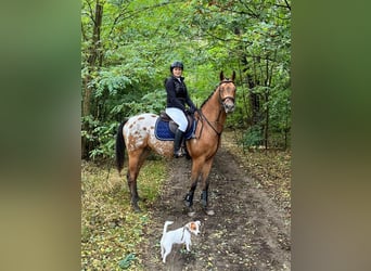 Malopolska, Valack, 5 år, 160 cm, Leopard-Piebald