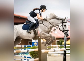 Malopolska, Wallach, 10 Jahre, 169 cm, Schimmel