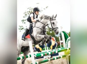 Malopolska, Wallach, 10 Jahre, 169 cm, Schimmel