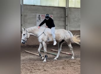 Malopolska, Wallach, 10 Jahre, 169 cm, Schimmel