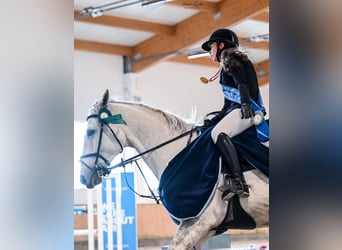 Malopolska, Wallach, 10 Jahre, 169 cm, Schimmel