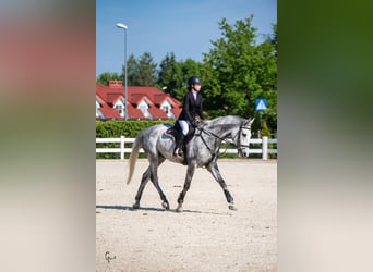 Malopolska, Wallach, 10 Jahre, 169 cm, Schimmel