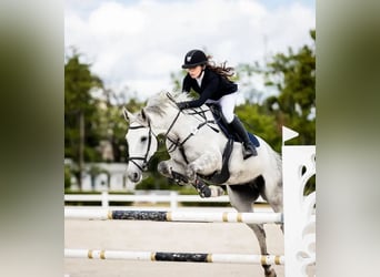 Malopolska, Wallach, 10 Jahre, 169 cm, Schimmel