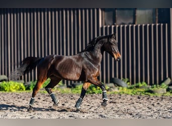 Malopolska, Wallach, 10 Jahre, 175 cm, Rotbrauner