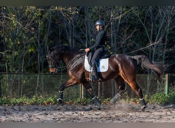 Malopolska, Wallach, 10 Jahre, 175 cm, Rotbrauner