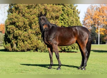 Malopolska, Wallach, 10 Jahre, 175 cm, Rotbrauner