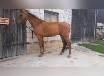 Malopolska, Wallach, 11 Jahre, 166 cm, Fuchs
