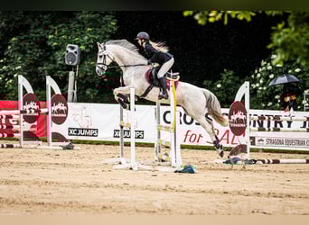 Malopolska, Wallach, 13 Jahre, 160 cm, Schimmel