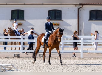 Malopolska, Wallach, 15 Jahre, 170 cm, Brauner