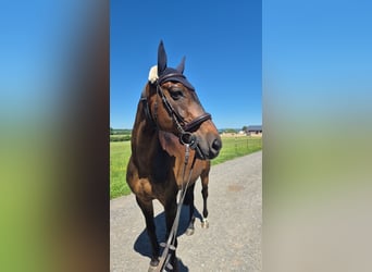 Malopolska, Wallach, 20 Jahre, 163 cm, Brauner