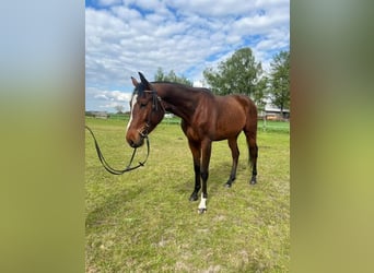 Malopolska, Wallach, 4 Jahre, 162 cm, Brauner