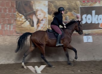 Malopolska, Wallach, 5 Jahre, 160 cm, Rotbrauner