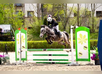 Malopolska, Wallach, 6 Jahre, 160 cm, Apfelschimmel