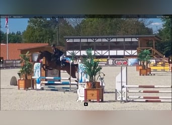 Malopolska, Wallach, 6 Jahre, 164 cm, Brauner
