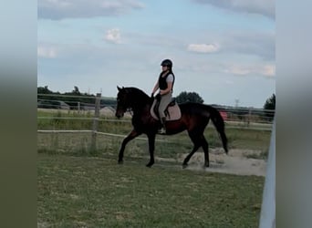 Malopolska, Wallach, 6 Jahre, 164 cm, Dunkelbrauner