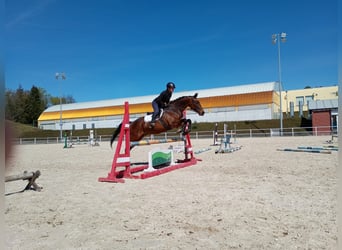 Malopolska, Wallach, 6 Jahre, 164 cm, Rotbrauner