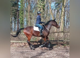 Malopolska, Wallach, 6 Jahre, 164 cm, Rotbrauner