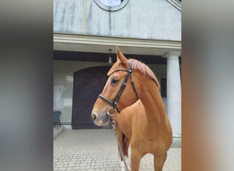 Malopolska, Wallach, 6 Jahre, 175 cm, Fuchs
