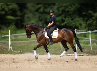 Malopolska, Wallach, 7 Jahre, 172 cm, Schwarzbrauner