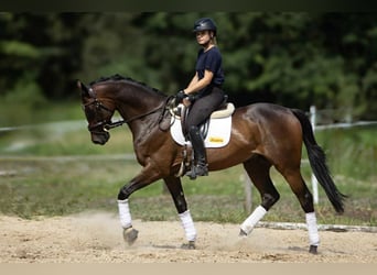 Malopolska, Wallach, 7 Jahre, 172 cm, Schwarzbrauner