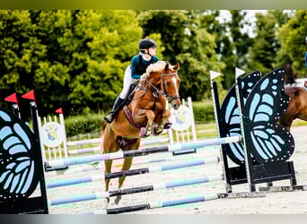 Malopolska, Wallach, 8 Jahre, 163 cm, Fuchs