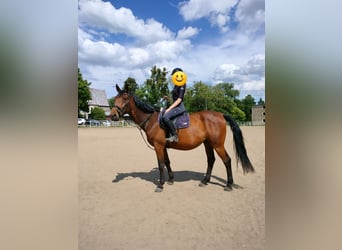Malopolska, Wallach, 8 Jahre, 166 cm, Brauner