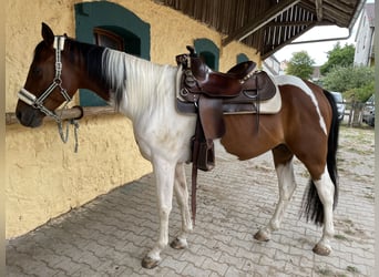 Malopolska, Wallach, 9 Jahre, 155 cm, Schecke