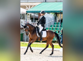 Malopolski / Anglo-Arabo Polacco Mix, Castrone, 13 Anni, 147 cm, Baio scuro