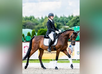 Malopolski / Anglo-Arabo Polacco Mix, Castrone, 13 Anni, 147 cm, Baio scuro