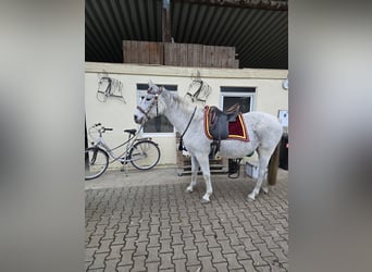 Malopolski / Anglo-Arabo Polacco, Castrone, 16 Anni, 155 cm, Grigio trotinato