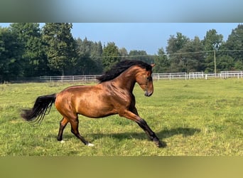 Malopolski / Anglo-Arabo Polacco, Castrone, 3 Anni, 166 cm, Baio