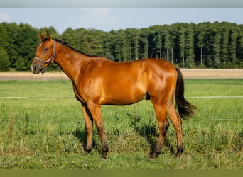 Malopolski / Anglo-Arabo Polacco, Castrone, 3 Anni, 168 cm, Baio ciliegia