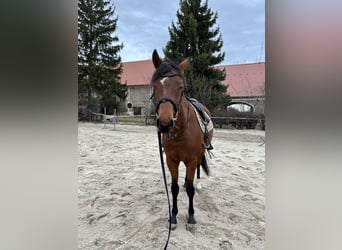 Malopolski / Anglo-Arabo Polacco, Castrone, 5 Anni, 160 cm, Baio ciliegia