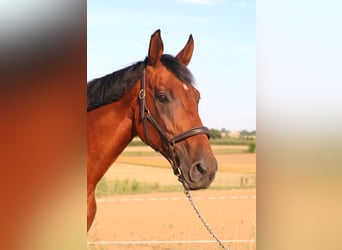 Malopolski / Anglo-Arabo Polacco, Giumenta, 12 Anni, 168 cm, Baio