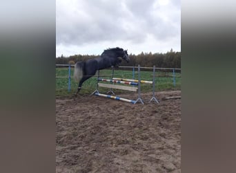 Malopolski / Anglo-Arabo Polacco, Giumenta, 3 Anni, 166 cm, Grigio