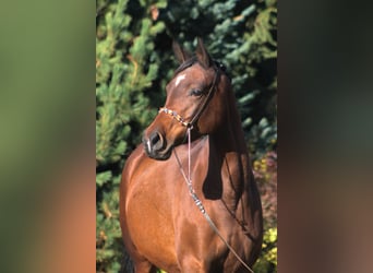 Malopolski / Anglo-Arabo Polacco, Giumenta, 6 Anni, 162 cm, Baio scuro