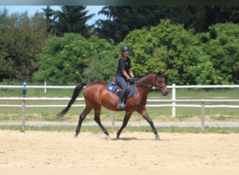 Malopolski / Anglo-Arabo Polacco, Giumenta, 6 Anni, 162 cm, Baio scuro